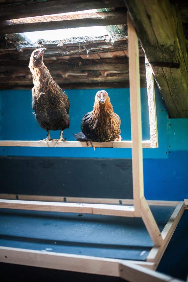 Man muss die Hennen dafür nicht einmal angreifen, wie Erwin Gegenbauer und Katharina Winger das schon routiniert tun. Sondern nur über die neue Terrasse zum Hühnerauslaufplatz gehen.