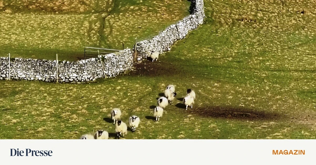 Drehorte-als-Reiseziel-St-rmische-H-hen-im-Yorkshire-Moor-premium-