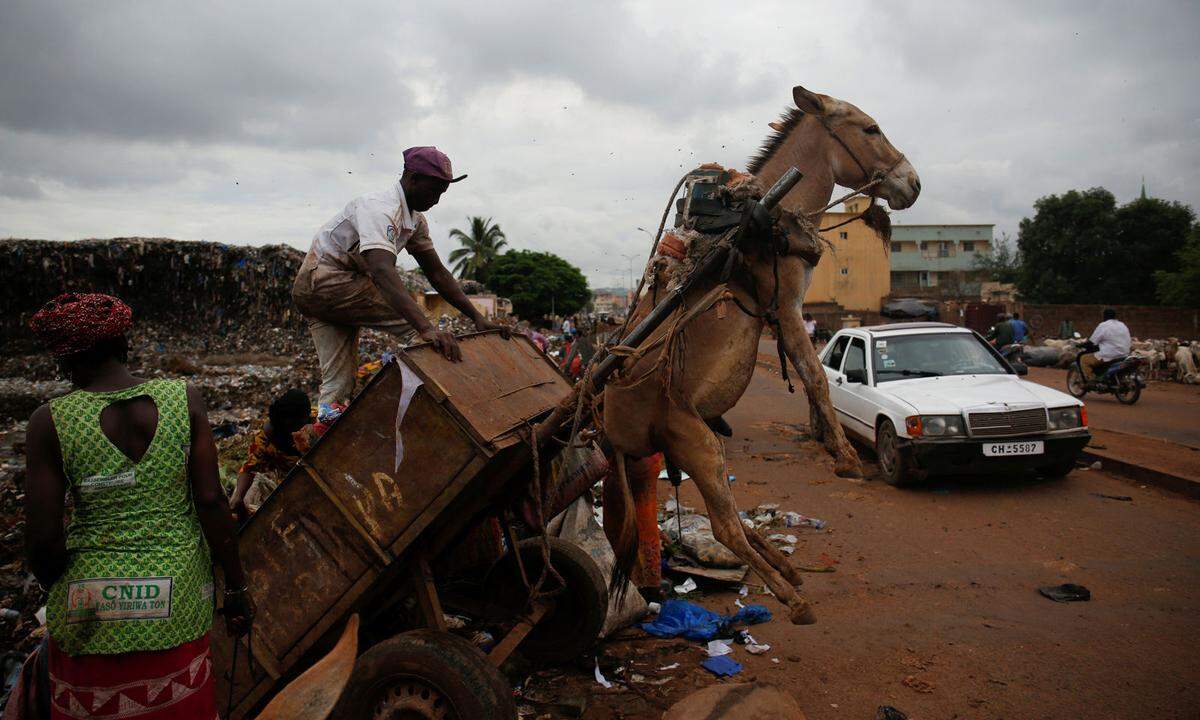 19. August. Eine Müllhalde in Mali. Es muss schnell gehen - und da baumelt schonmal der Vierbeiner in der Luft.