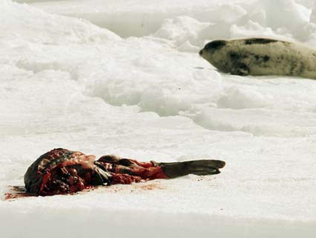 Rund 70 Prozent der zur Tötung freigegebenen Tiere sollen in dem Gebiet nordöstlich von Neufundland und Labrador gejagt werden.