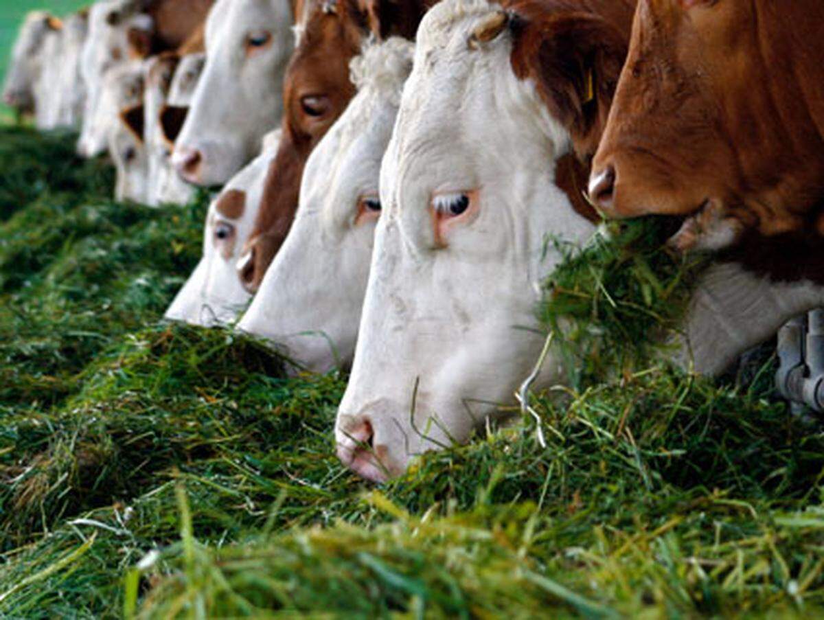 Der Vieh- und Fleischgroßhandel aus Arbesbach in Niederösterreich wurde schon 1926 gegründet. Die Jahressubvention bis Oktober 2006 betrug 854.589,43 Euro.