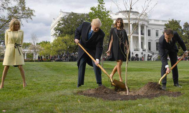 Ein gemeinsam in Washington eingegrabener Baum war eingegangen 