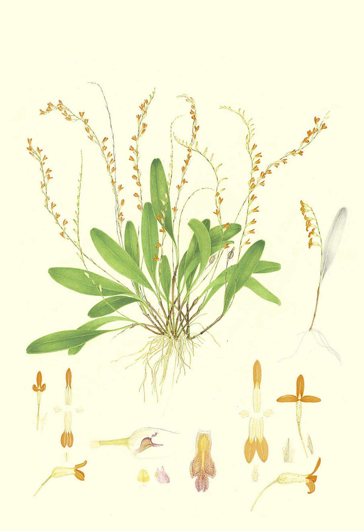 Physosiphon moorei ist eine nach dem britischen Entomologen Frederic Moore benannte Orchideenart. In der botanischen Illustration können für die Beschreibung durch Biologen relevante Pflanzenteile extra abgebildet werden.
