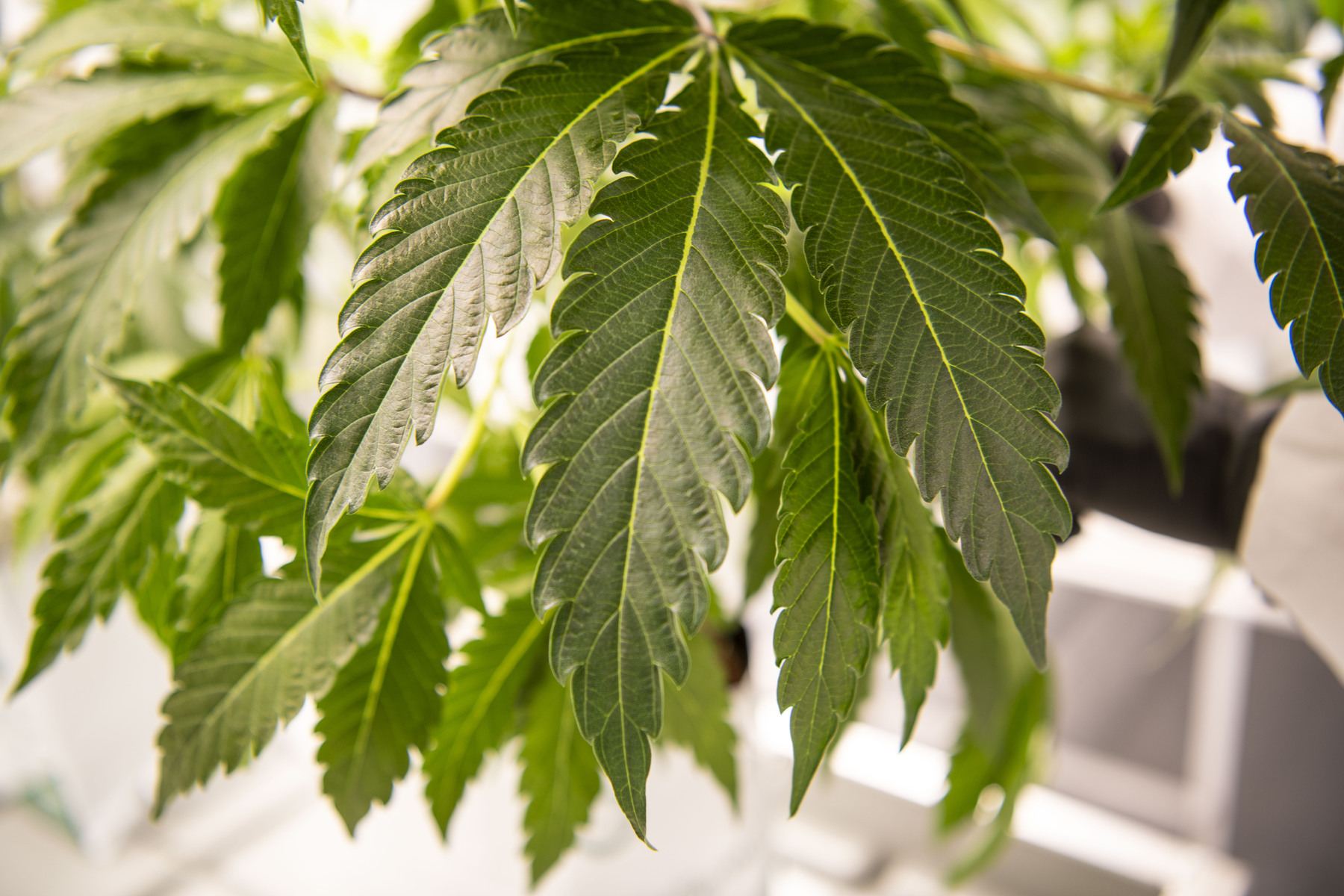 Linderung bei Rückenschmerzen: Neues Cannabis-Medi