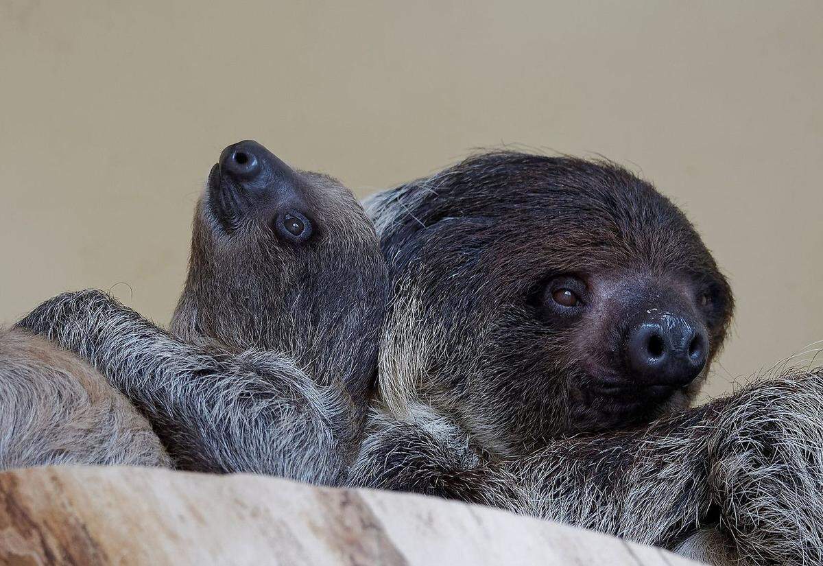 Da wären etwa die Faultiere. Sie leben überraschenderweise im Vogelhaus, an dem erstaunlich viele Besucher einfach vorbeigehen. Dabei kommt man hier den Tieren näher als anderswo im Tiergarten: Denn in den beiden wintergartenartigen Freiflughallen bewegen sich zahlreiche Vogelarten der afrikanischen Savanne und der südamerikanischen Tropen völlig frei – als Besucher spaziert man quasi direkt durch ihren Lebensraum und beobachtet sie aus nächster Nähe.Und irgendwo oben, an einem Ast hängend, entdeckt man meist auch die Zweifinger-Faultiere, die man um ihre wunderbare Trägheit beneiden kann. Mit etwas Glück bewegen sie sich dabei auch – in Zeitlupe natürlich. Alberta und Einstein (ja, die heißen so) haben im Jänner auch Nachwuchs bekommen. Wem die Faultiere zu inaktiv sind, der kann sich im Vogelhaus die wesentlich aktiveren Vögel anschauen, die man davor garantiert noch nie gesehen hat. Oder wissen Sie, wie Jakarinifinken und Blaunacken-Mausvögel aussehen?