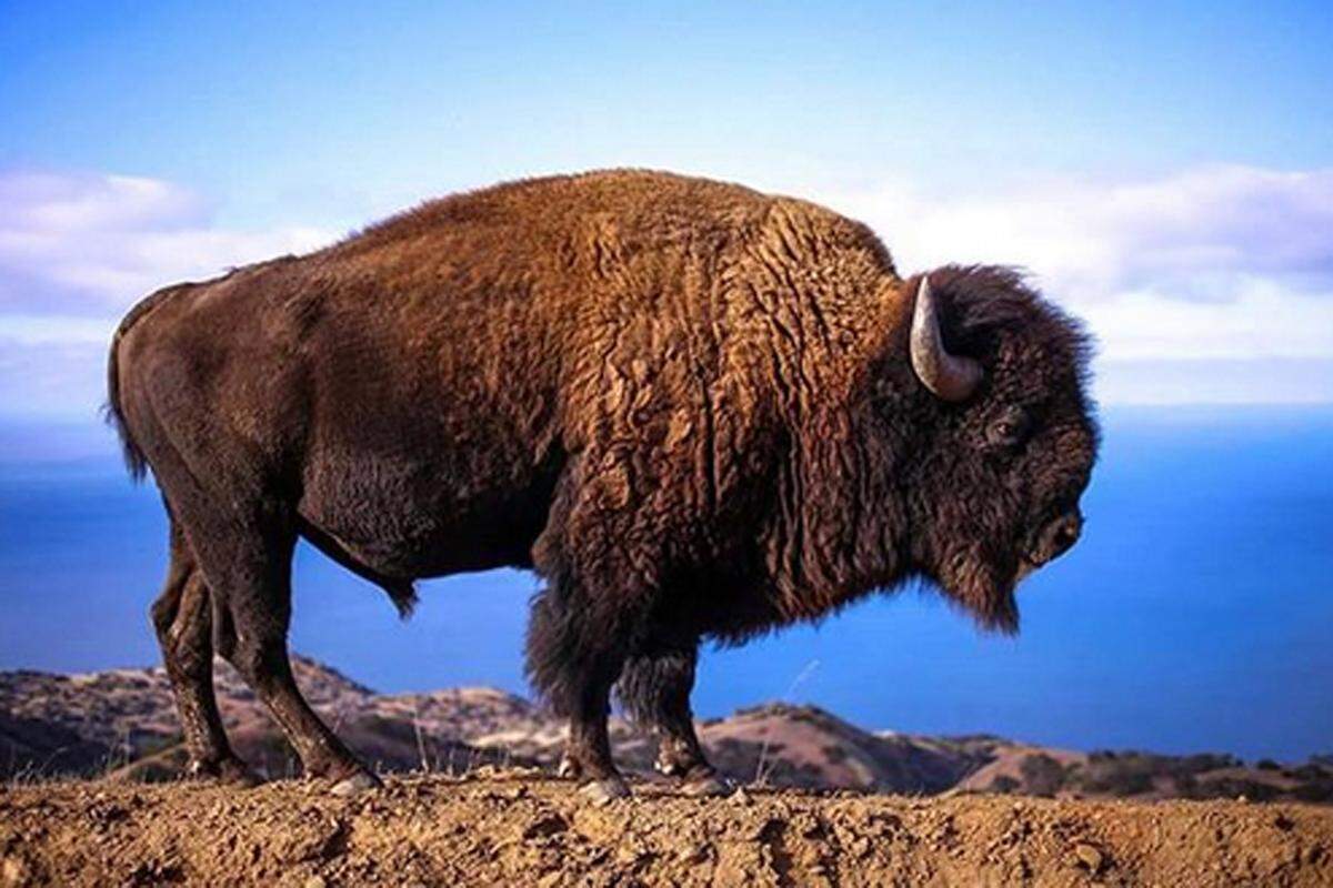 Als Direktor des privaten Naturschutzreservats vor Ort ist er unter anderem für das Wohl der Bisons auf Catalina Island zuständig.