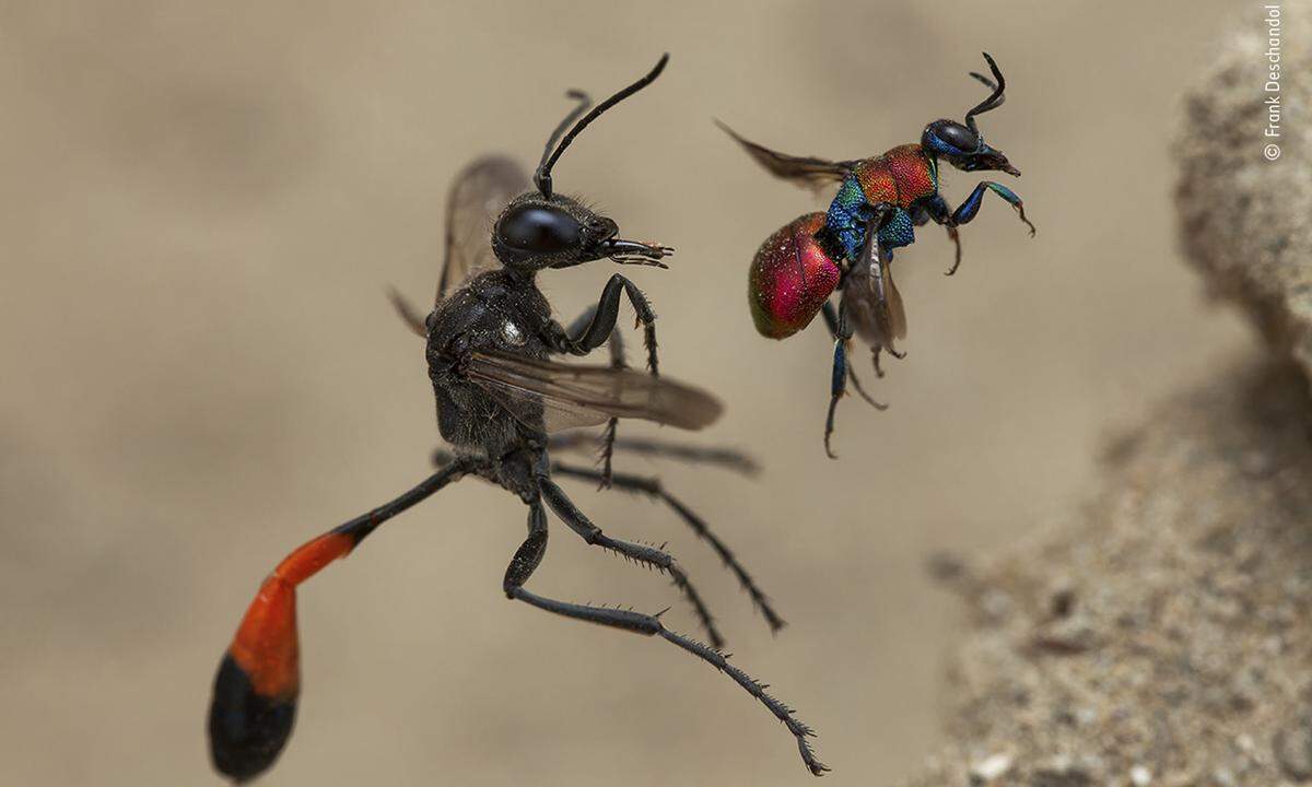 Zwei unterschiedliche Wespenarten fliegen ihr Nestloch an - fotografiert von Frank Deschandol. Die kleinere Kuckukswespe ist ein Pararsit im Nest der alleine lebenden großen Sandwespe.