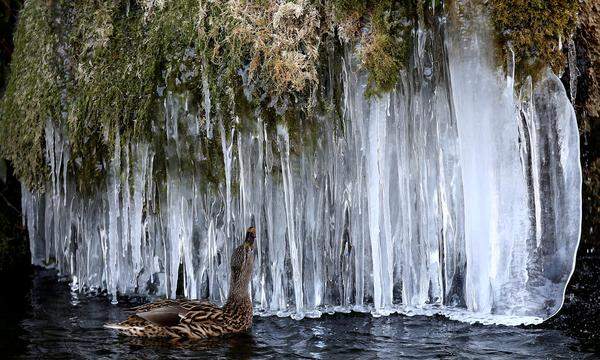 Eine Fettschicht bewahrt auch die Enten in einem Teich in der Schweizer Hauptstadt Bern vor dem Erfrieren.