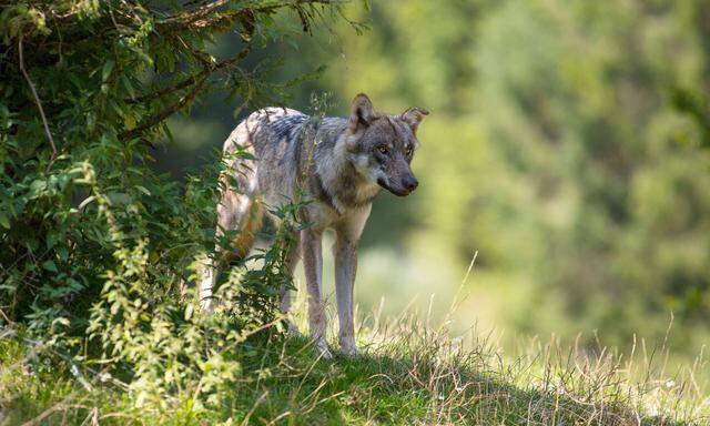 Wegen Einsprüchen ist der Bescheid zum Abschuss des Salzburger Wolfs nicht rechtskräftig. (Im Bild ein Wolf aus dem Wildpark Grünau, 