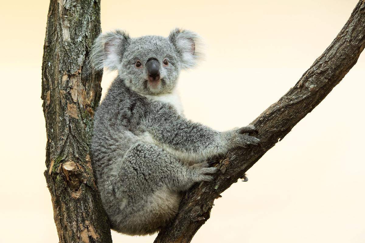 "Bunji" (sprich: Bunschi) bedeutet in der Sprache der Aborigines "Freunde". In der Heimat der australischen Ureinwohner sind Koalas durch die Abholzung der Eukalyptuswälder stark gefährdet. Der Tiergarten betreibt seit kurzem eine eigene Eukalyptus-Plantage in Wien-Simmering. Das bisherige Schönbrunner Koala-Weibchen "Mirra Li" ist heuer im hohen Alter von 18 Jahren gestorben.