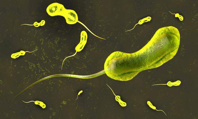 3D-Illustration des Cholera-Erregers Vibrio cholerae.