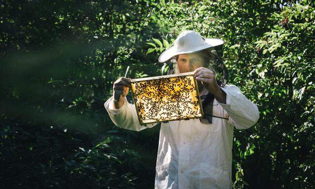 Bis 2028 soll die Bienenpopulation in Österreich und Deutschland um zehn Prozent erhöht werden. 