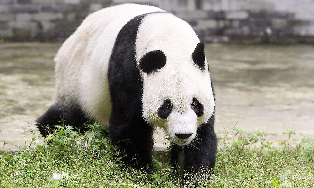 Bis Yuan Yuan zu sehen ist, müssen sich die Besucher noch bis Ende Mai gedulden. Das Panda-Männchen wird einige Zeit zur Quarantäne in der Innenanlage sein. Das Haus wird in diesem Zeitraum geschlossen sein, um ihm eine ruhige Eingewöhnung zu ermöglichen.
