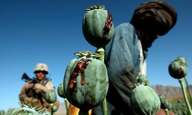 Nato erlaubt Afghanen Opium