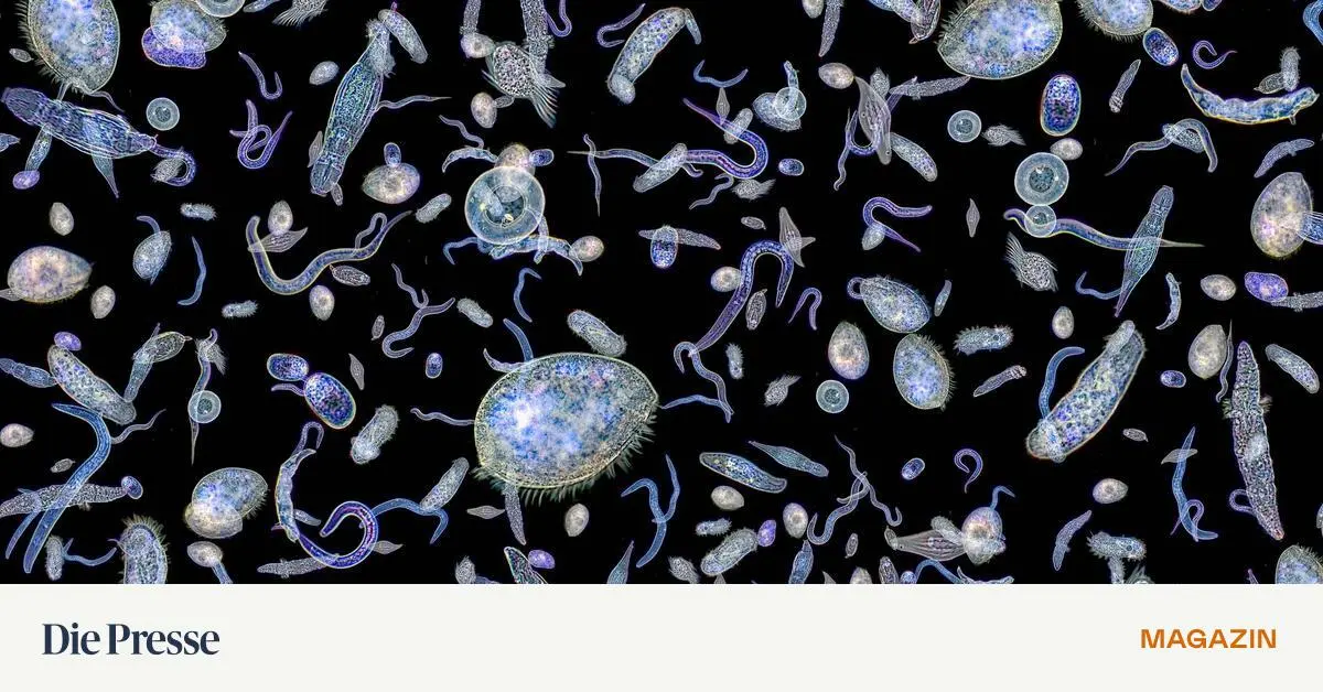 Boring-Billion-wackelt-Herrschte-auf-der-Erde-wirklich-eine-Milliarde-Jahre-tote-Hose-premium-