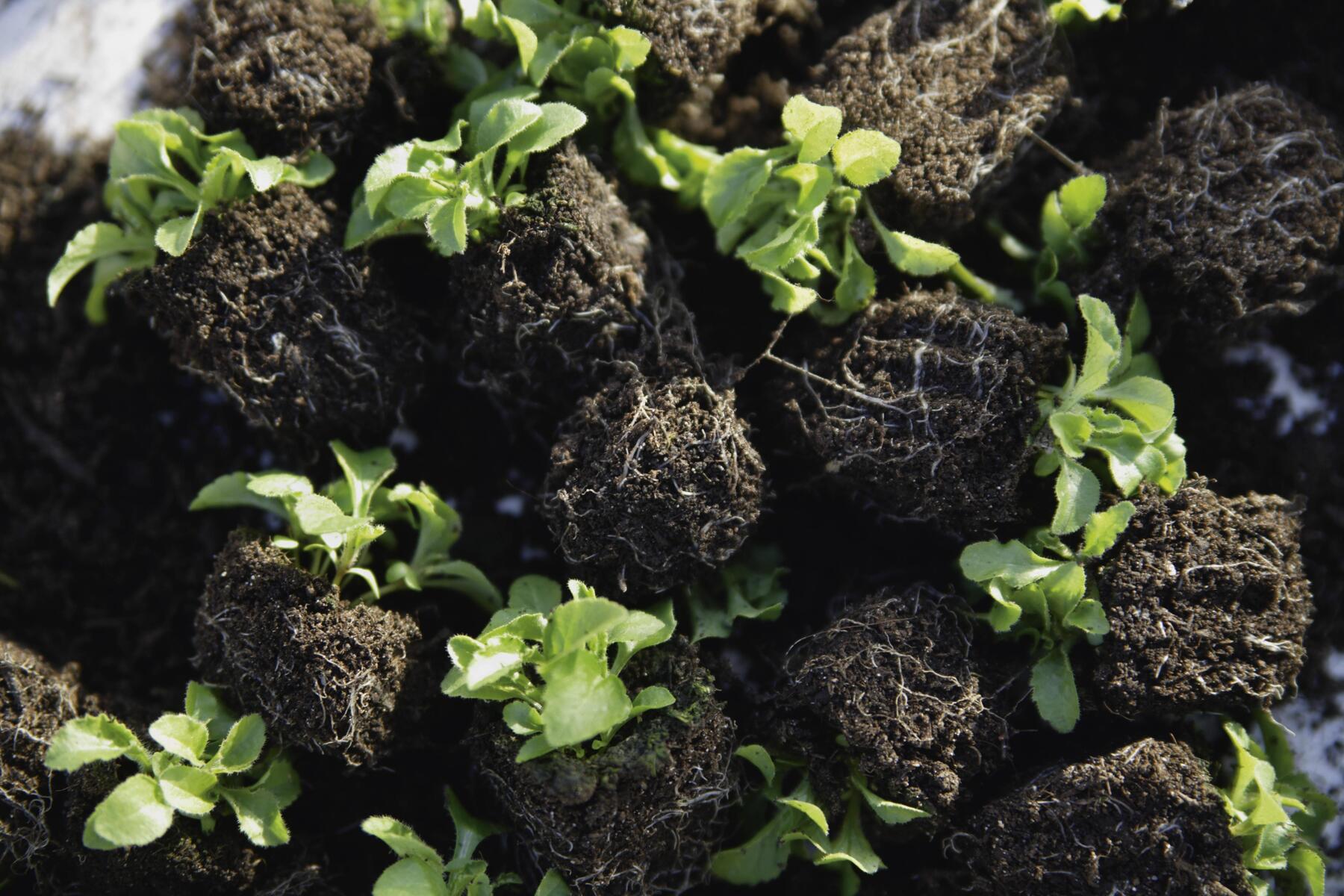 Reiches Leben im Untergrund [premium]