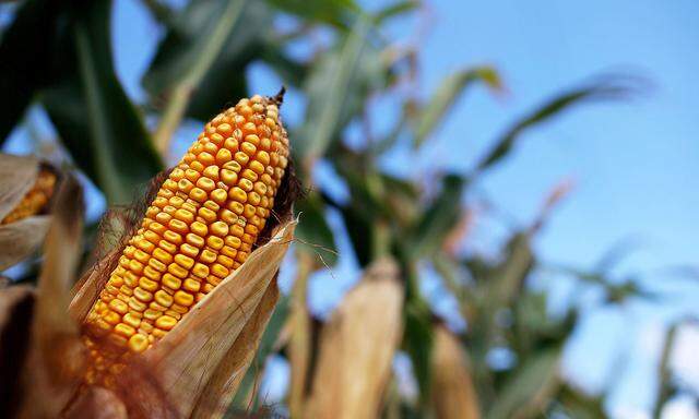 FILE PHOTO: Corn is seen in a field in Morocco