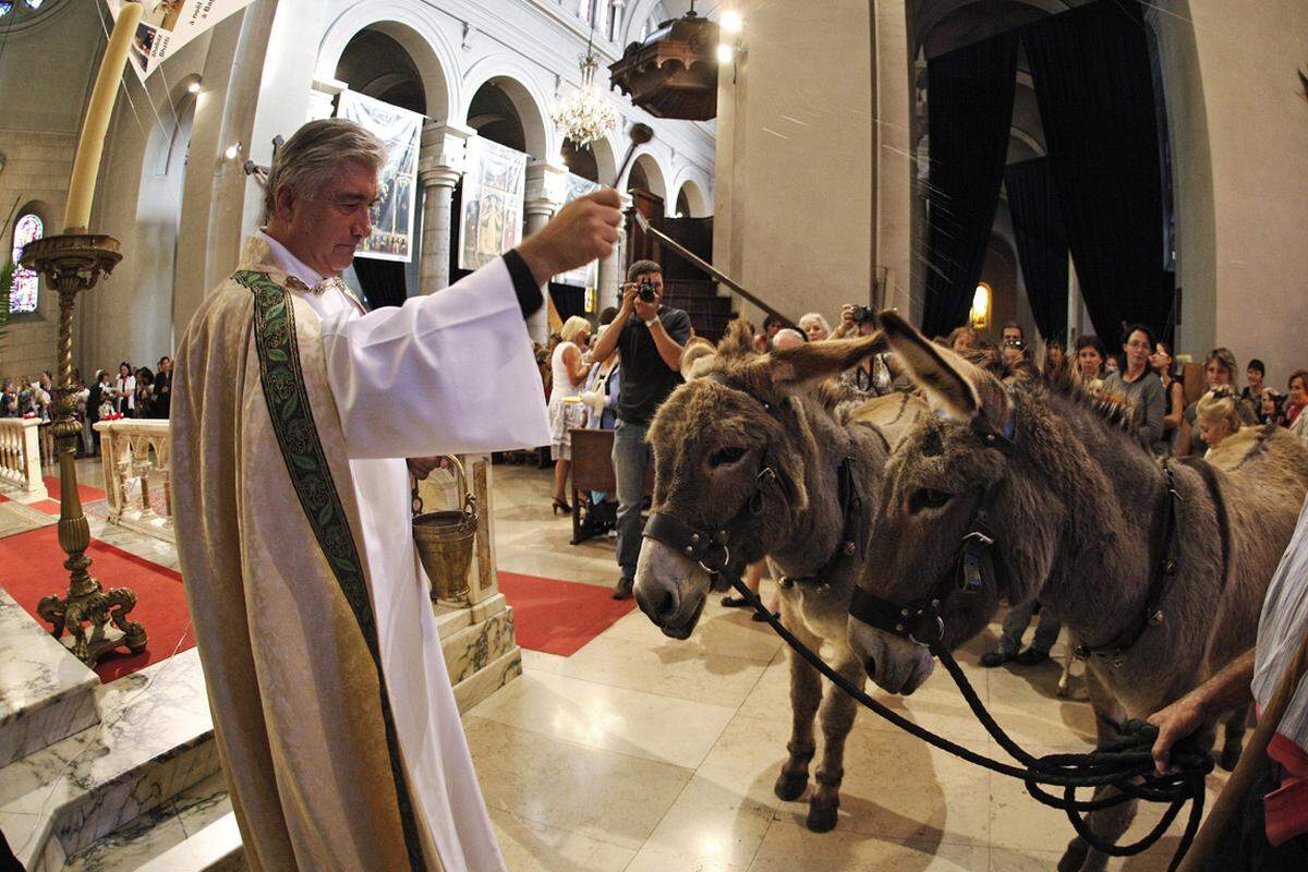 Esel vor dem Altar. Pfarrer Gil Florini segnet in Nizza zwei Esel. Auch Hunde und andere Haustiere füllten die Kirche, als der Geistliche dem Tierpatron Franz von Assisi folgte und Vierbeiner zur heiligen Messe bat.