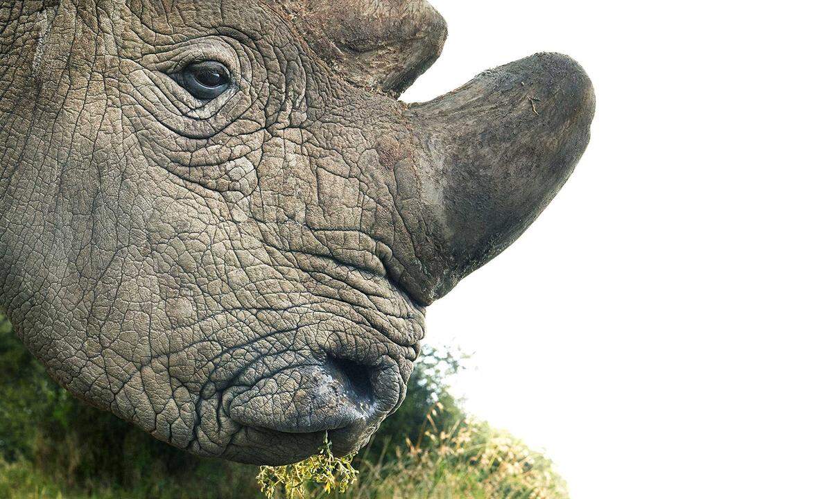 Nördliches Breitmaulnashorn Verbreitungsgebiet: früher Zentralafrikanische Republik,Kongo, Südsudan, UgandaStatus: Vom Aussterben bedroht Das Horn des Nashorns wird auf dem Schwarzmarkt teurer gehandelt als Gold. Von dieser Art leben heutenur noch drei miteinander verwandte Exemplare in Gefangenschaft. Diese Unterart wird wohl für immer verschwinden.  