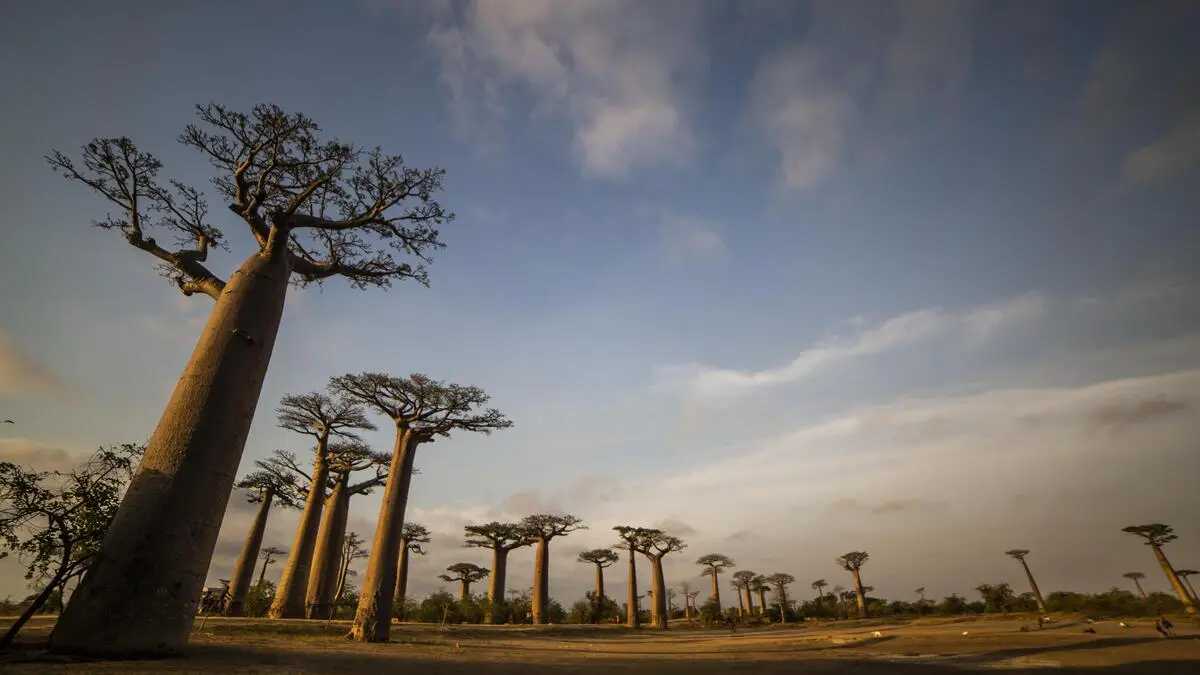 Why are the sacred baobab trees dying?