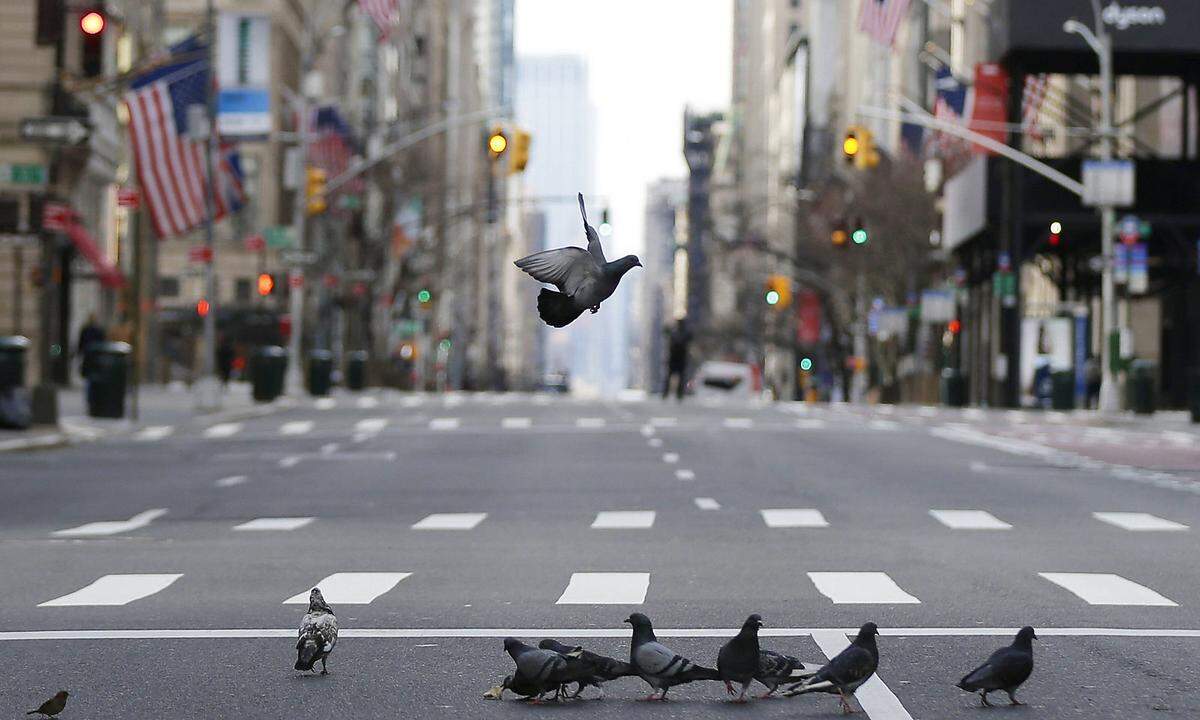 Wo sich normalerweise Autos versuchen durch den Verkehr zu hupen und Menschen mit Einkaufstaschen auf der Fifth Avenue unterwegs sind, haben Tauben das Kommando übernehmen. New York City hat wie so viele andere Städte und Länder weltweit Ausgehbeschränkungen verhängt.