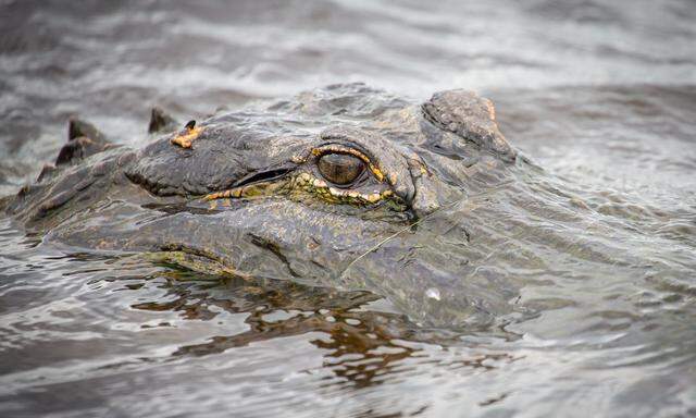 Alligatoren wie der am Mississippi treiben nach ihrem Tod oft ins Meer und sinken hinab. 