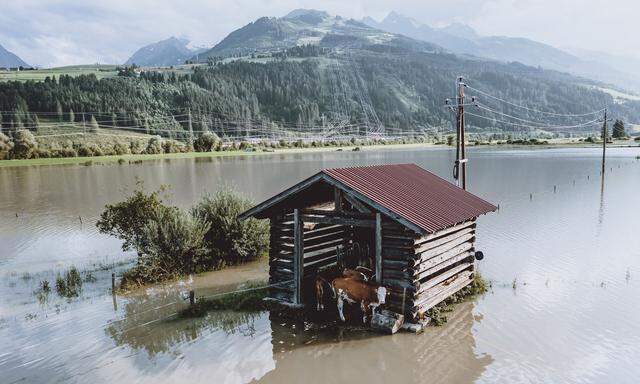 Am Wochenende sind wieder kräftige Gewitter möglich. Aber bis dahin ist auch der Boden um diese Kapruner Kühe hoffentlich wieder etwas trockener als am Montag. 