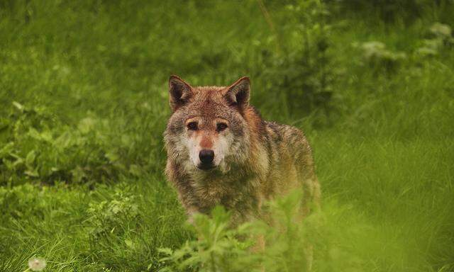 Europaeischer Wolf, Europaeischer Grauwolf, Gewoehnlicher Wolf, Gemeiner Wolf (Canis lupus lupus), Wolfsruede auf eine