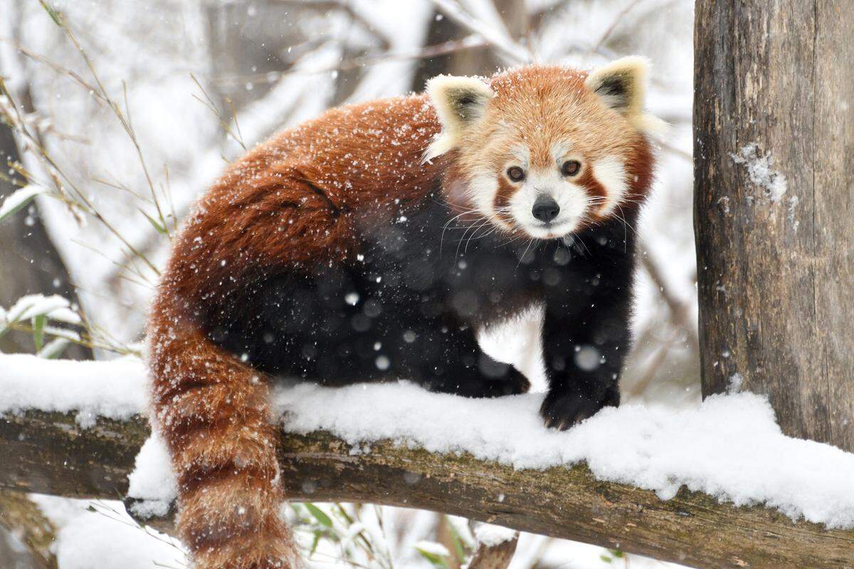 Auch die Roten Pandas, heimisch im östlichen Himalaya-Gebiet und im Südwesten Chinas, sind gegen Kälte gewappnet und kommen dank Fellbesatzes auf den Sohlen selbst bei Glatteis nicht ins Rutschen.