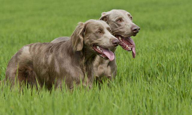 Hunde der Rasse Weimaraner (Bild) verbissen sich in Kleinhunde.