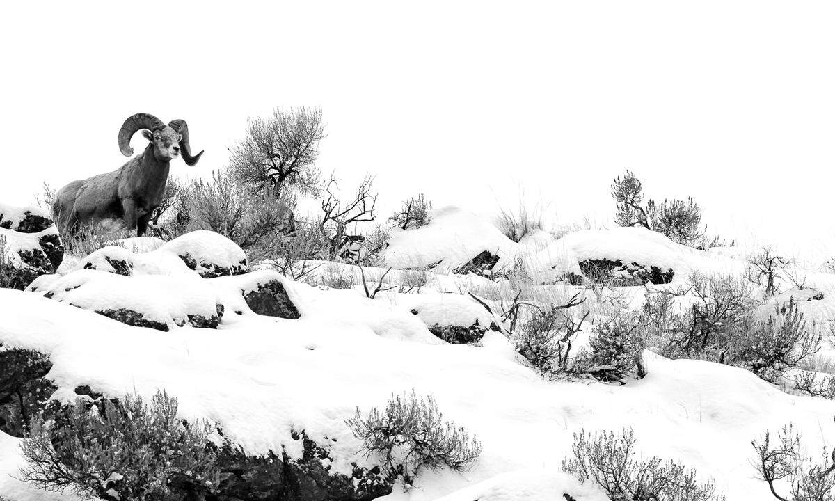 Erst zwölf Jahre alt holte sich der Kanadier Josiah Launstein mit diesem Foto den Sieg in seiner Kategorie: Bei minus 25 Grad Celsius machte er diese Aufnahme eines Dickhornschafs in der Sierra Nevada.