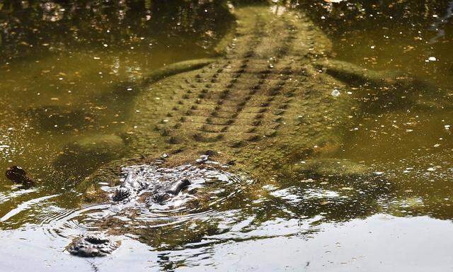 Ein Archivbild eines Krokodils in Ost-Timor, wo die Bevölkerung seit Jahren mit vermehrten Angriffen der Tiere auf Menschen zu kämpfen hat.