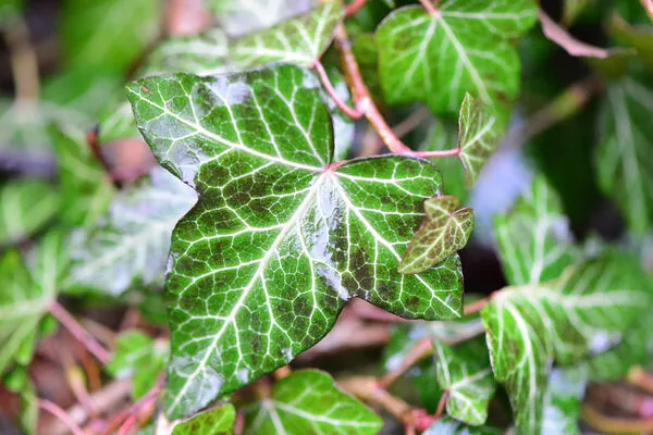 glücksfeder einpflanzen Glücksfeder kaufen | Zamioculcas main image 1