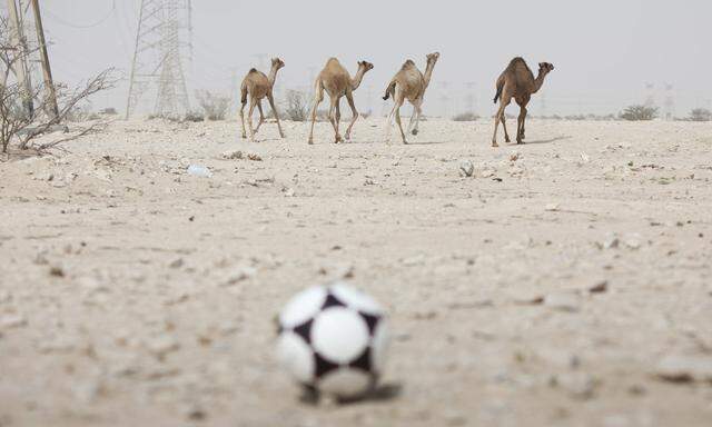 Die Fußball-WM 2022 in Katar ruft, die Qualifikationsspiele starten diese Woche. Auch Österreich will unbedingt bei der Wüsten-WM dabei sein. 