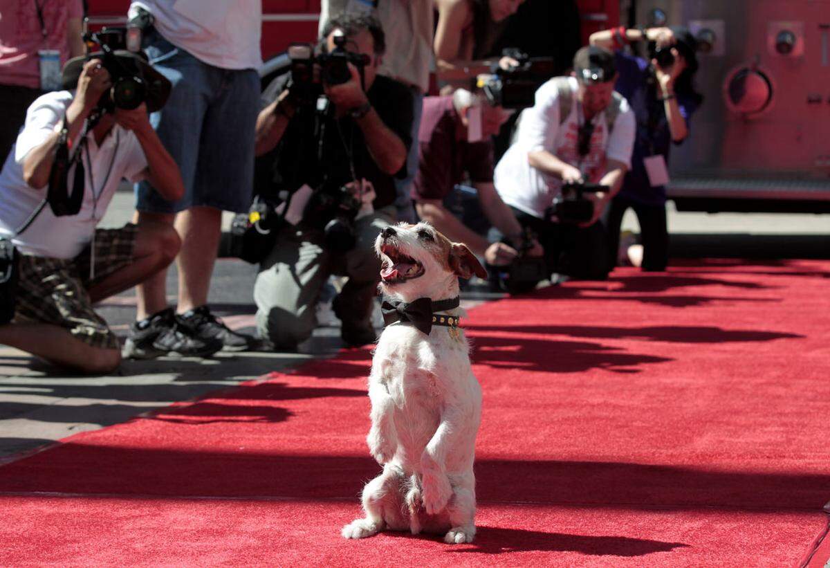 Uggie, der berühmte Jack Russell Terrier aus dem Oscar-Abräumer "The Artist", ist gestorben. Der 13-jährige Hund habe an Prostatakrebs gelitten und sei eingeschläfert worden, teilte Uggies Besitzer, Omar von Muller, mit. Trainerin Sarah Clifford beschrieb Uggie in dem Bericht als den "perfekten kleinen Terrier" mit endloser Energie.Uggie wurde als erster Filmhund auf dem berühmten Platz vor dem Chinese Theatre in Hollywood mit einem Pfotenabdruck im Zement geehrt. Der Hund spielte in mehreren Filmen mit, darunter als "Queenie" an der Seite von Christoph Waltz und Reese Witherspoon in dem Filmdrama "Wasser für die Elefanten".August 2015