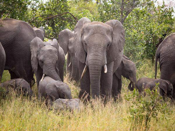 Elefanten, die größten Mitglieder des "Big Five" Clubs, hier mit Jungen.