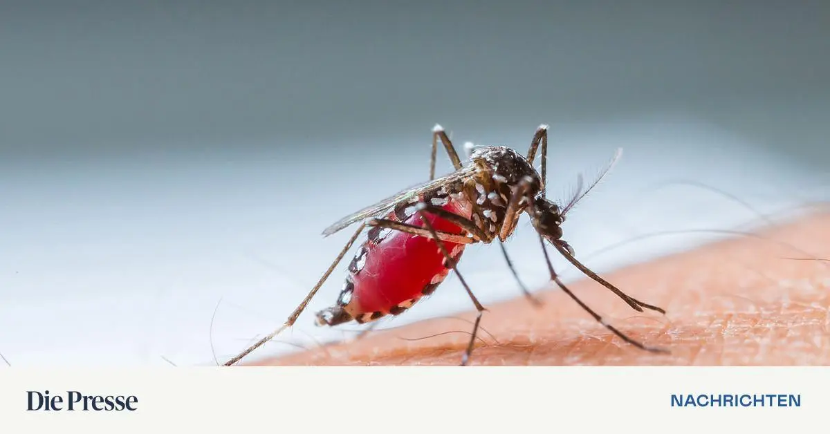 Erstmals Impfstoff gegen Dengue-Fieber in Österreich verfügbar ...