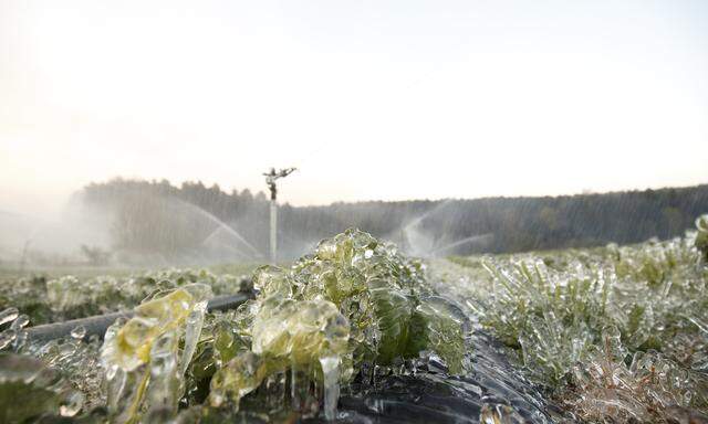 Die Frostberegnung schützt gut vor Frost, ist aber noch nicht weit verbreitet.  