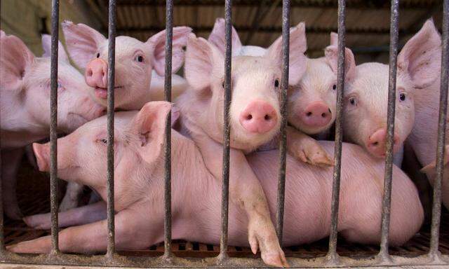 Zehn Millionen Schweine pro Jahr für den Export nach China sollen Argentinien aus der immer schlimmer werdenden wirtschaftlichen Misere helfen.