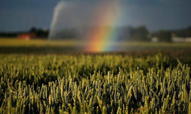 Ein Feld in Sailly-lez-Cambrai (Frankreich), aufgenommen vergangenen Sommer.