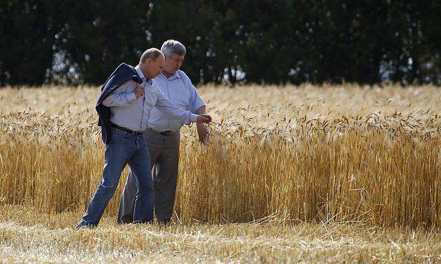 Russia's President Putin he visits a barley field near Grigoropolisskaya