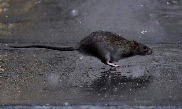 Ratten wie dieser (im Bild: in Manhattan) soll es an den Kragen gehen.