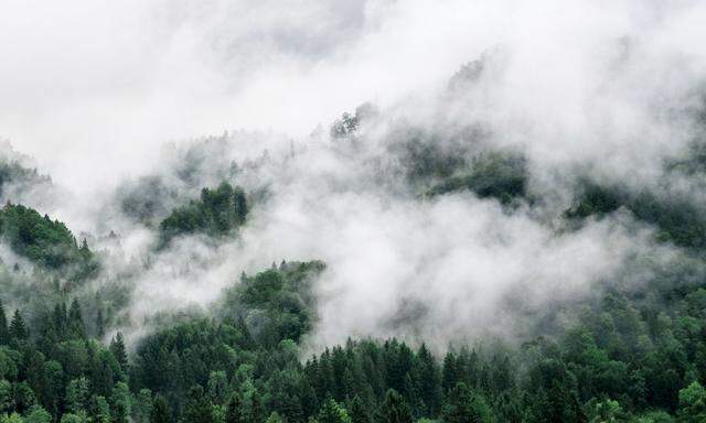 Nicht nur Tropenwälder, sondern auch die im Norden – hier einer in der Steiermark – machen sich einen Großteil ihres Regens selbst.
