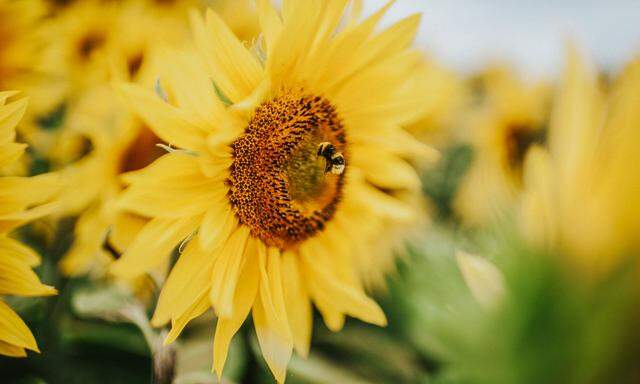 Eine Hummel sammelt auf einer Sonnenblume Pollen ein.