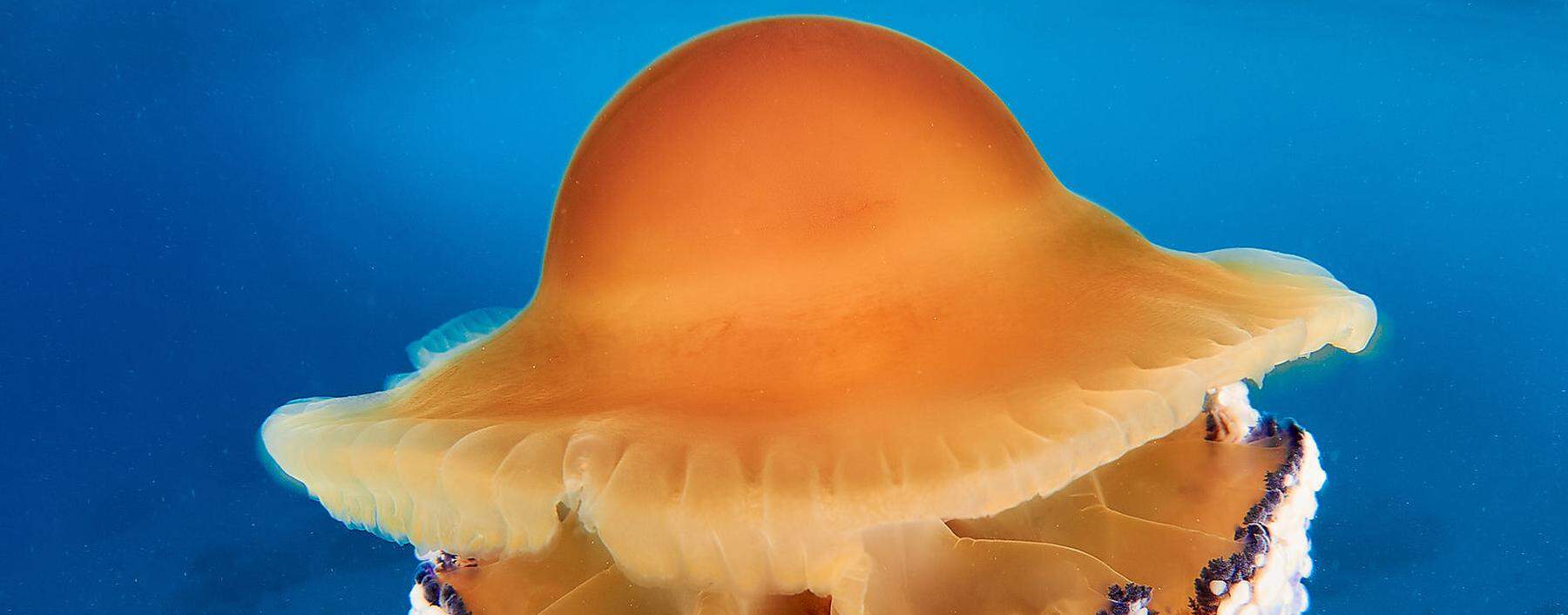 Mediterranean Fried Egg Jellyfish - Cotylorhiza tuberculata