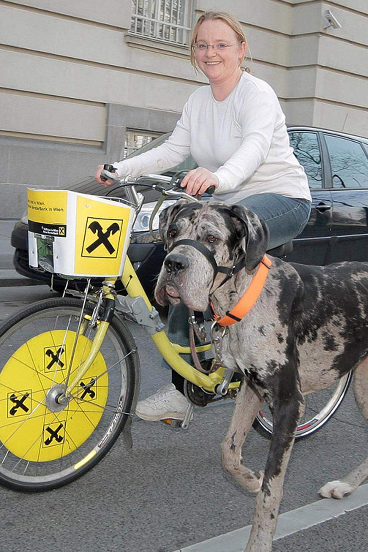 Besonderes Augenmerk legt Vassilakou auf den Ausbau des Radwegenetzes. Prominentestes Beispiel ist der Ring-Radweg, der bis 2012 durchgängig befahrbar sein wird. Seit kurzem gibt es außerdem einen offiziellen Chef-Biker, der als Ansprechperson für einschlägige Organisationen fungieren und Radler-Events organisieren soll.Weniger glücklich verlief Vassilakous Vorhaben, in der Bundeshauptstadt Fahrradstraßen einzurichten. Diese hätten Pedalrittern Vorrang gegenüber anderen Verkehrsteilnehmern eingeräumt. Die entsprechende Passage der StVO-Novelle schaffte es jedoch nicht durch den Ministerrat, die Bundes-ÖVP legte sich quer. Nun will die Stadt eine abgespeckte Version in Form "fahrradfreundlicher" Straßen umsetzen.