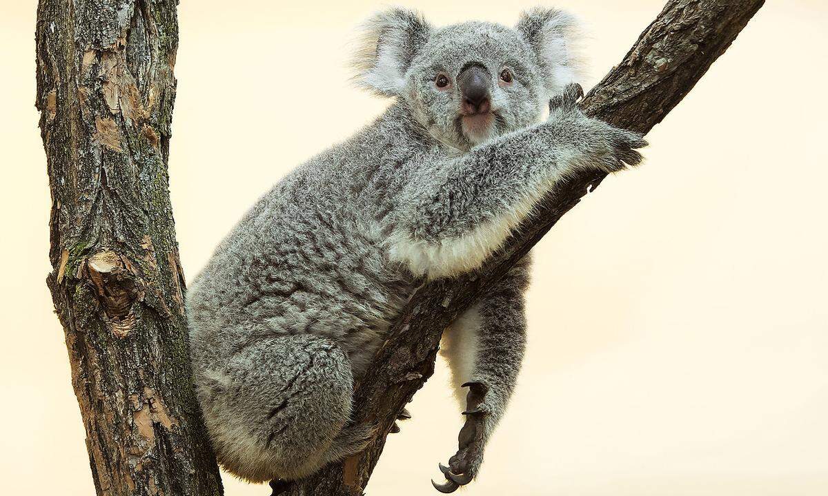 27. November. Der Tiergarten Schönbrunn in Wien hat wieder ein Koala-Weibchen, "Bunji" ist in ihr Gehege eingezogen und damit bereits öffentlich zu sehen. "'Bunji' wurde im Mai 2017 im Zoo Lissabon geboren. Sie wurde uns über das internationale Zuchtprogramm als passendes Weibchen für unser Männchen 'Wirri Wirri' vermittelt", sagte Tiergartendirektorin Dagmar Schratter. Die Koala-Dame wurde in einer Transportbox in der Passagierkabine eines Flugzeuges nach Wien gebracht.