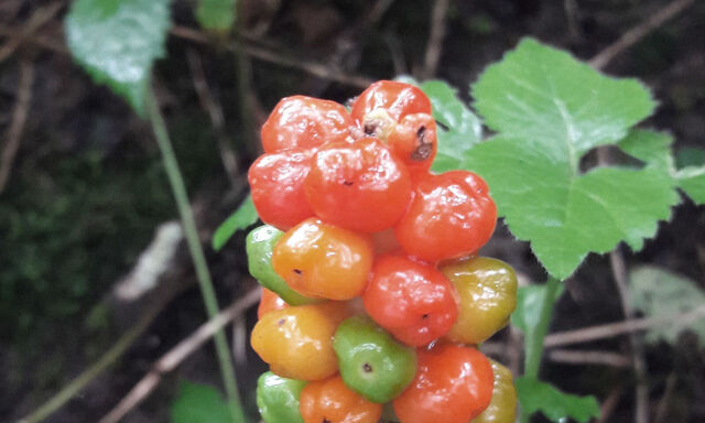 Die roten Beeren beweisen, dass die Bestäubung des Aronstabs geklappt hat.