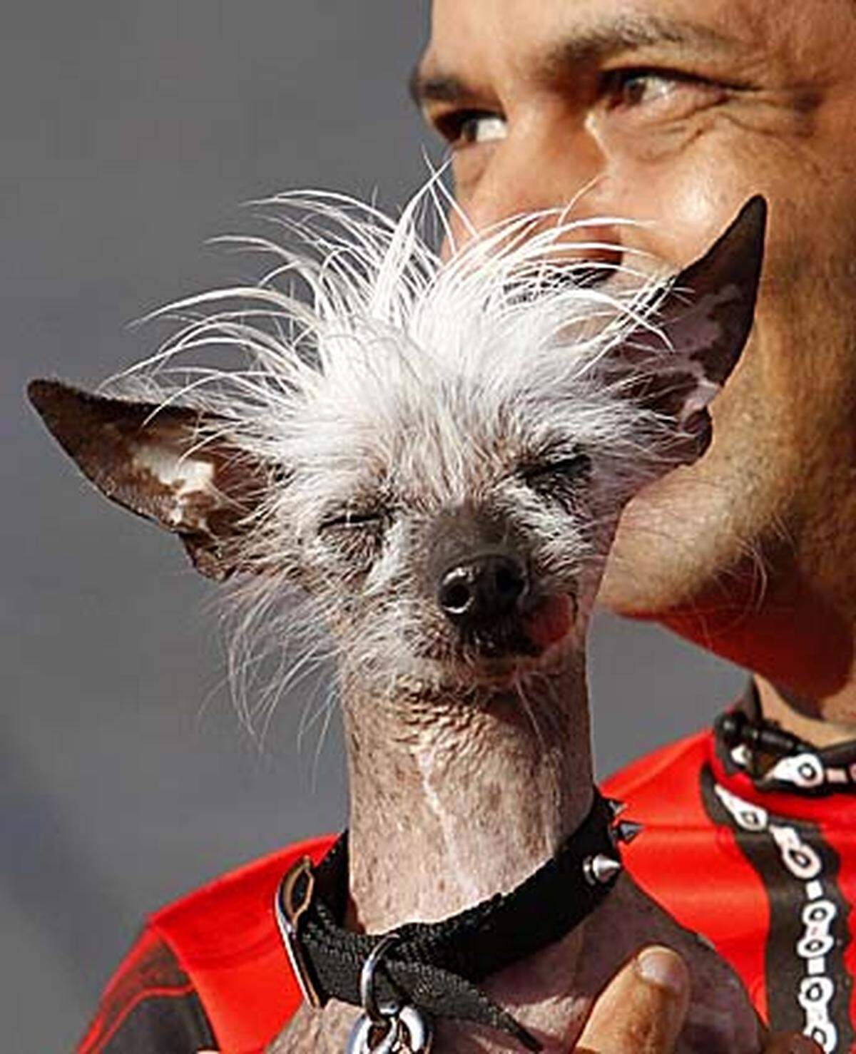 Immer vorn dabei sind die Chinesischen Schopfhunde (Chinese Crested Dogs). "Rascal" stieg mit seiner besonderen Haarpracht in den Ring ...