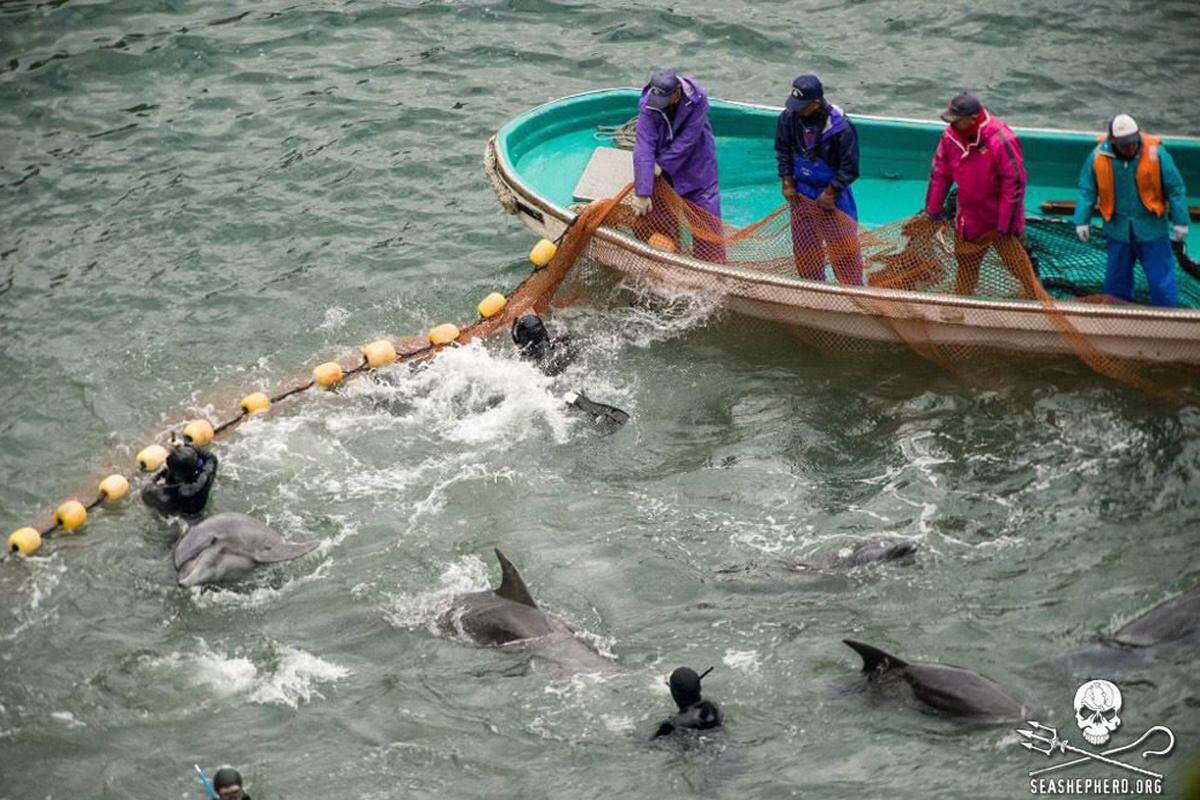 In der malerischen Lagune nahe des kleinen Walfangstädtchens Taiji etwa 700 südlich von Tokio sortieren Tiertrainer die schönsten Exemplare im Auftrag von Delfinarien im In- und Ausland aus.